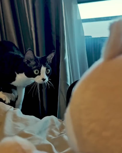 La Marionnette De Combat N°1 Pour L'Épanouissement De Votre Chat